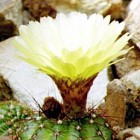Notocactus